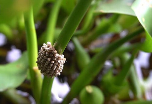 trứng cà cuống là gì Con càng cuốn sinh sản