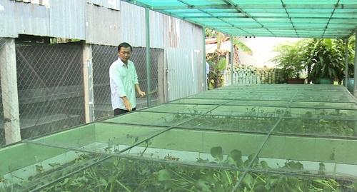 cách nuôi cà cuống mau lớn Xây bể nuôi cà cuống