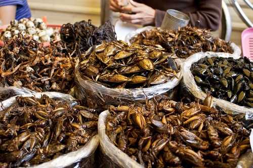 Giá cà cuống giống