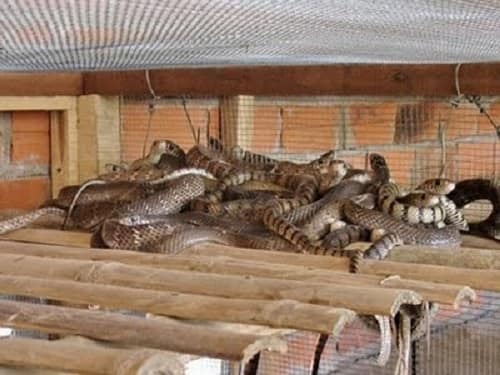 Chuồng rắn hổ trâu dạng lưới