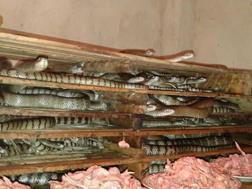 Chuồng rắn hổ trâu dạng bán thiên nhiên