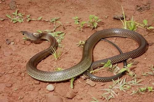 Hình ảnh một con rắn hổ trâu