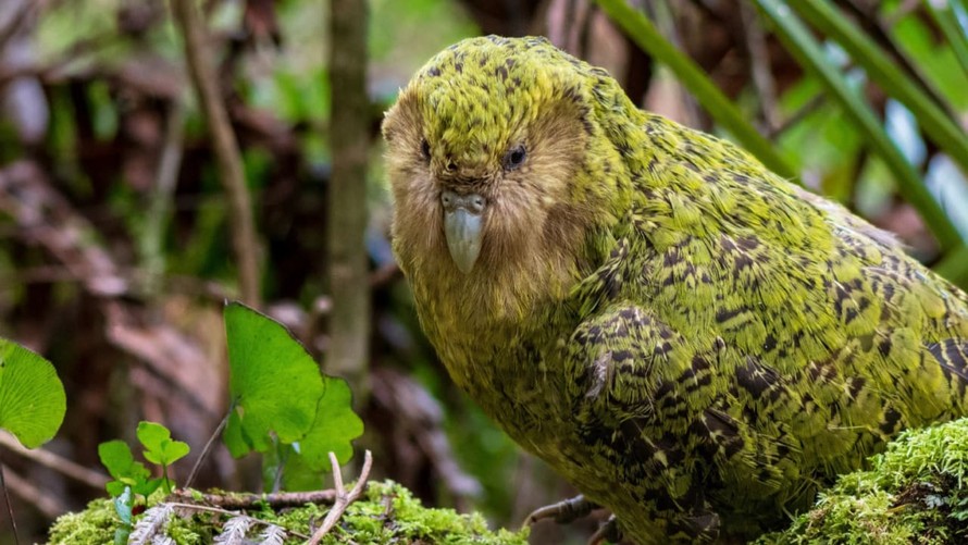 Vẹt Kakapo là loài vẹt có ngoại hình to lớn, rất giống cú mèo