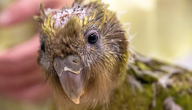 Vẹt Kakapo rất gần gũi với con người nên việc chăm sóc không gặp nhiều khó khăn