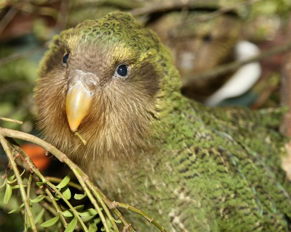 Vẹt Kakapo là động vật ăn chay nên có tuổi thọ rất cao