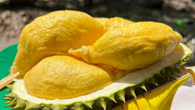 Sầu riêng – Một trong những loại trái cây có hàm lượng calo cao