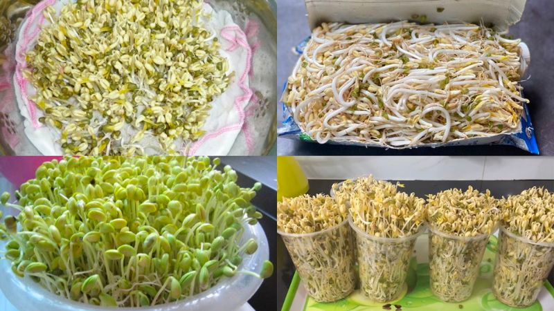 Tận dụng đồ nhựa cũ để trồng giá đỗ