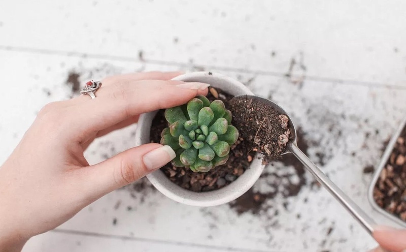 Cách trồng sen đá trong chậu