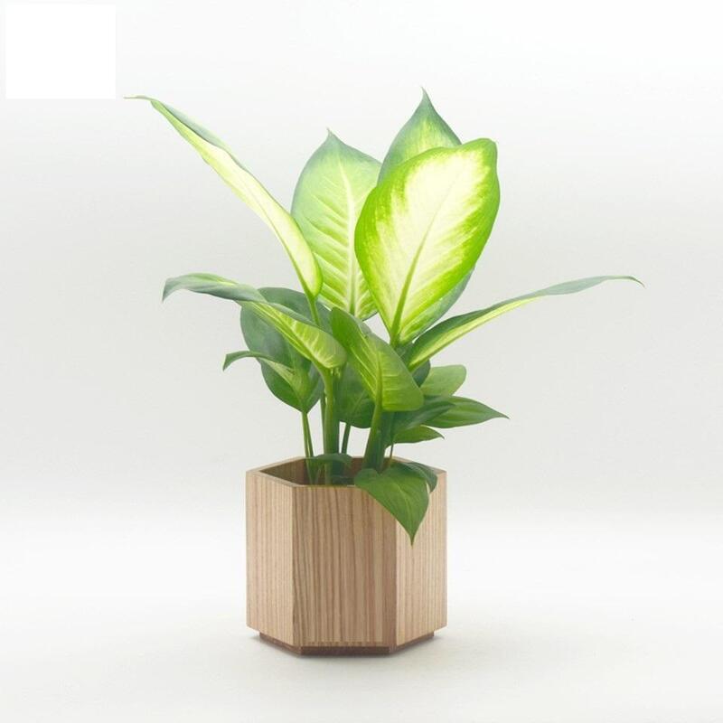 Đặc điểm của cây sao sáng