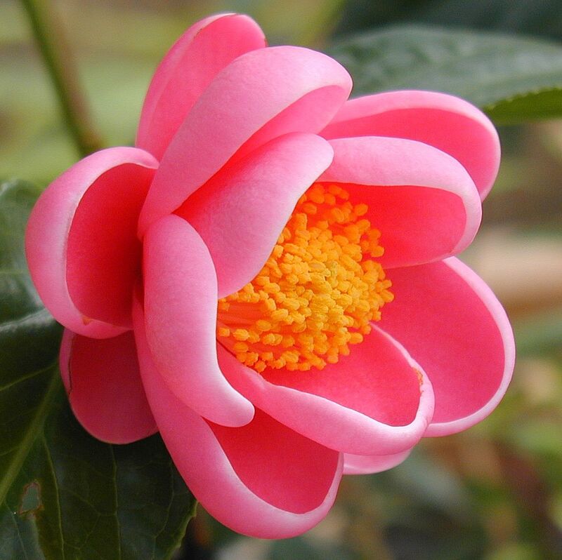 Hoa của cây hoa hải đường đỏ